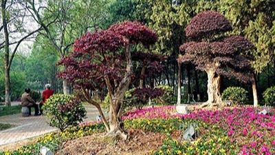 如何利用植物構成園林景觀規劃設計的空間？